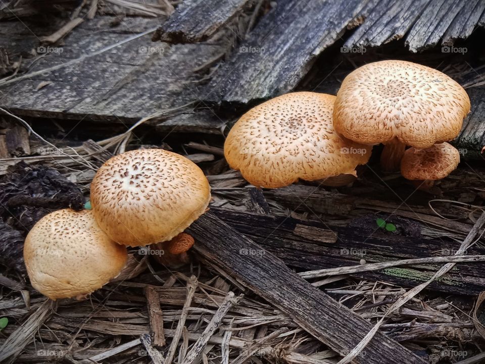 Mushrooms growing on the wooden board.