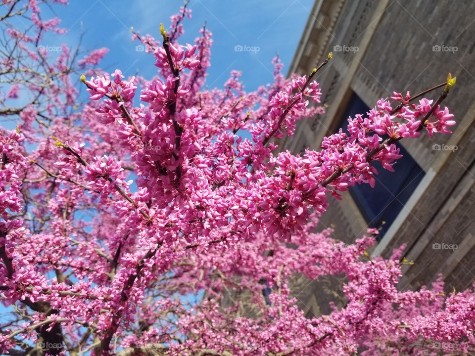 Bright purple flowers cling to a tree branch on a spring morning near an office building.