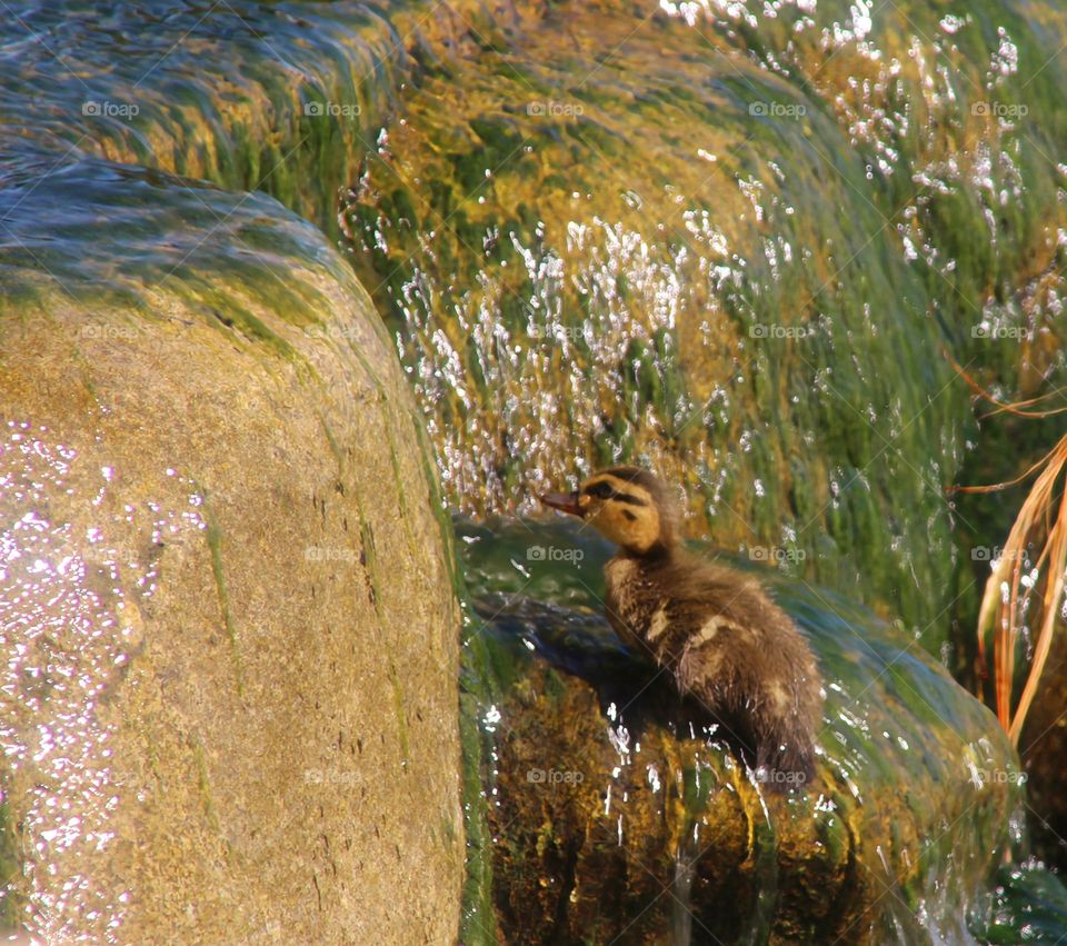 Hurdles to Overcome for Duckling