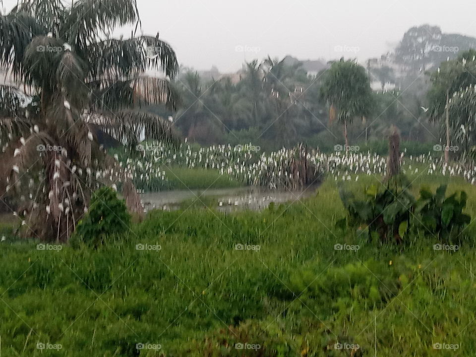 swams looking like flowers, eastern Nigeria