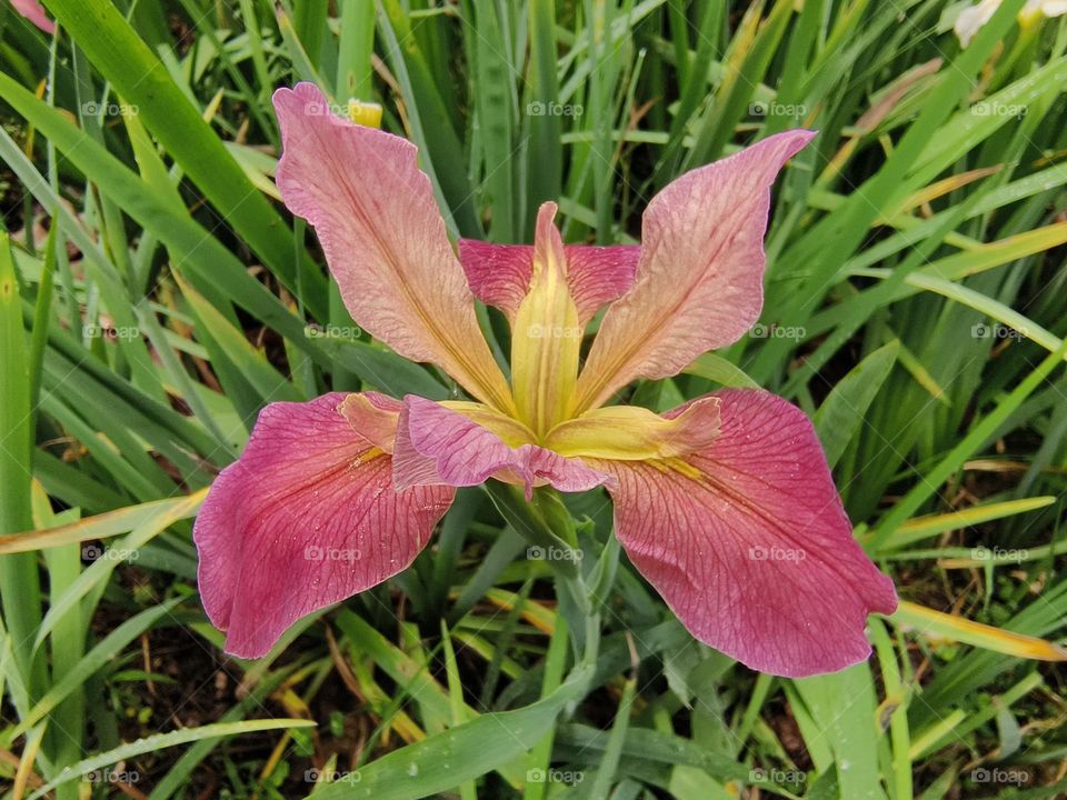 Taitung Castle Peak Farm, irises