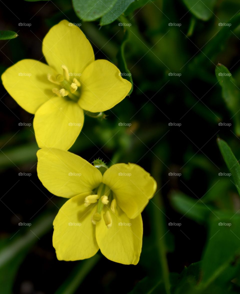 rocket salad flowers