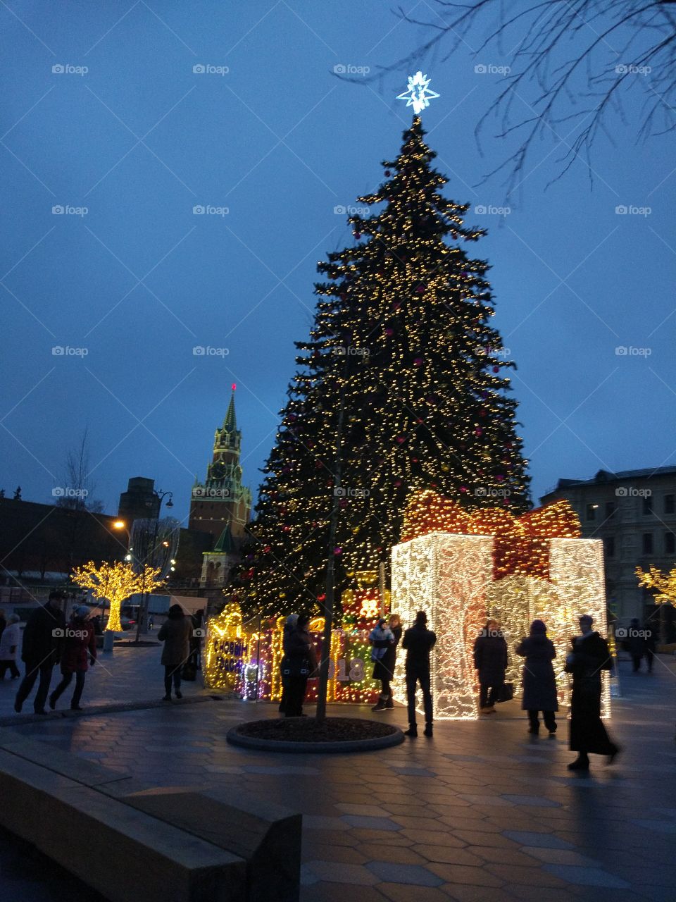 Christmas Tree, Architecture, Street, Travel, No Person