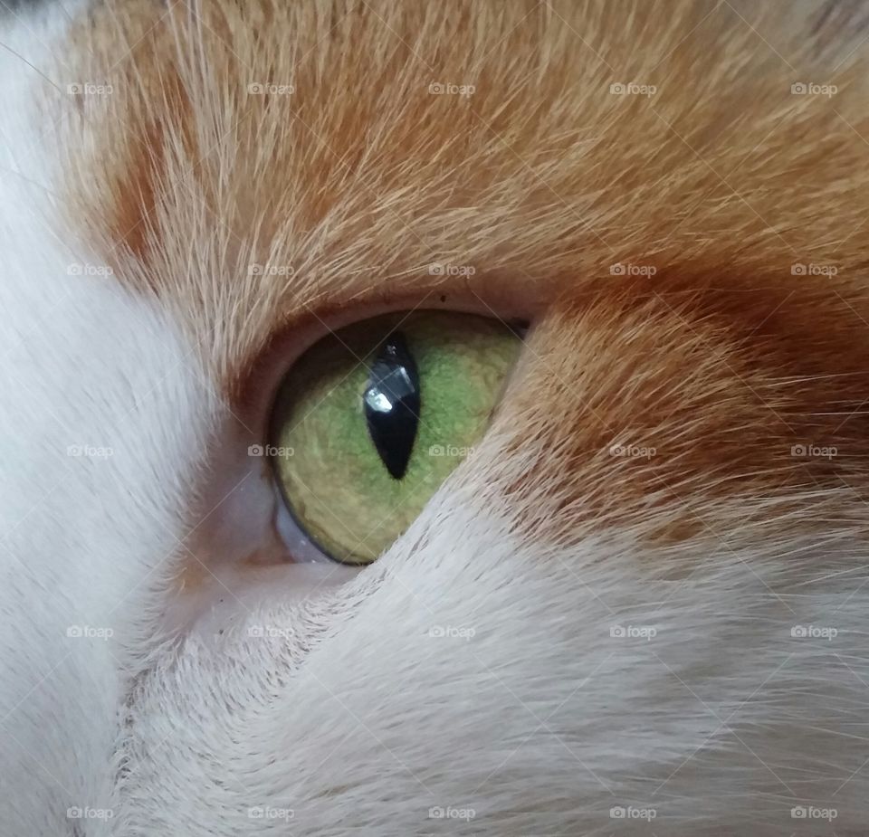 Cats Eye