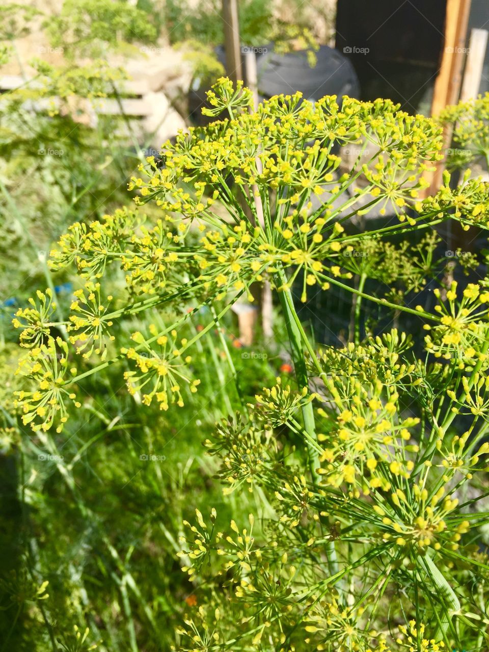 Dill Weed in the garden box