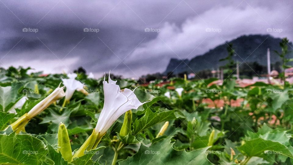 View of another sense from TaungChoon.