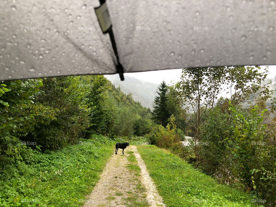 Under the umbrella - Walk with my dog