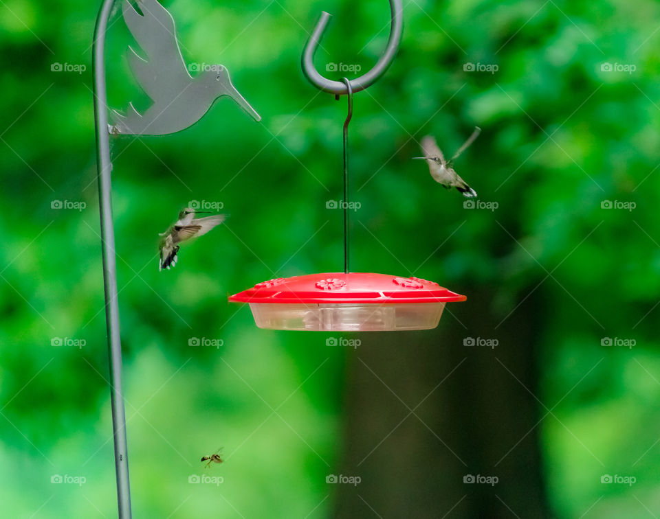 Hummingbirds and a wasp at a bird feeder by a wildlife park. 