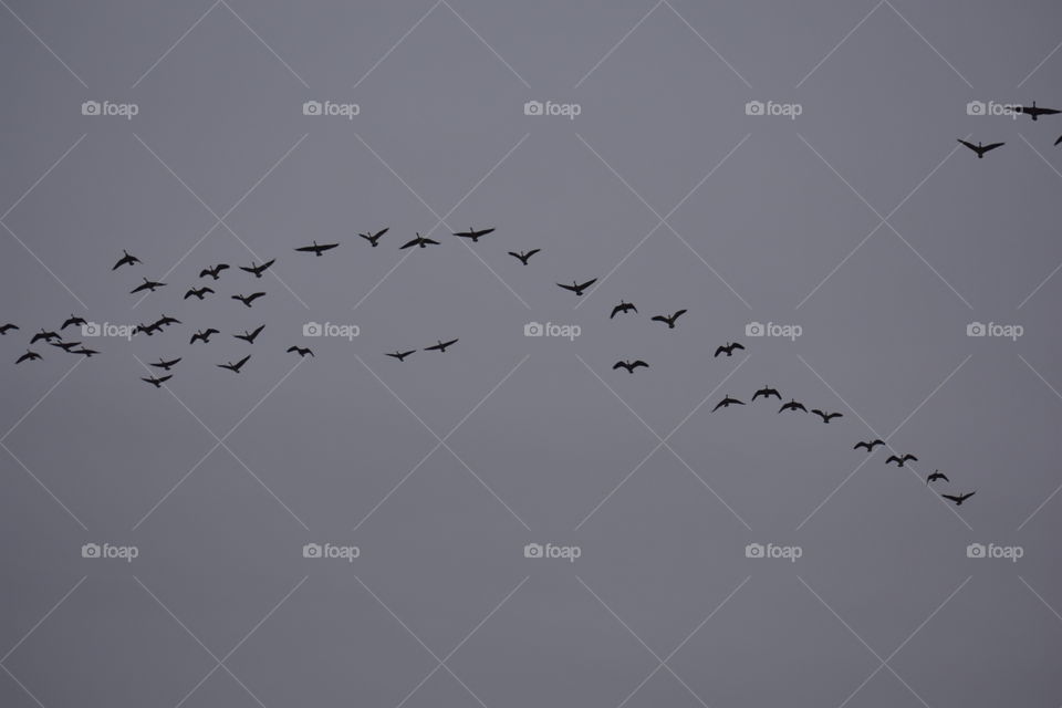 geese fly over.