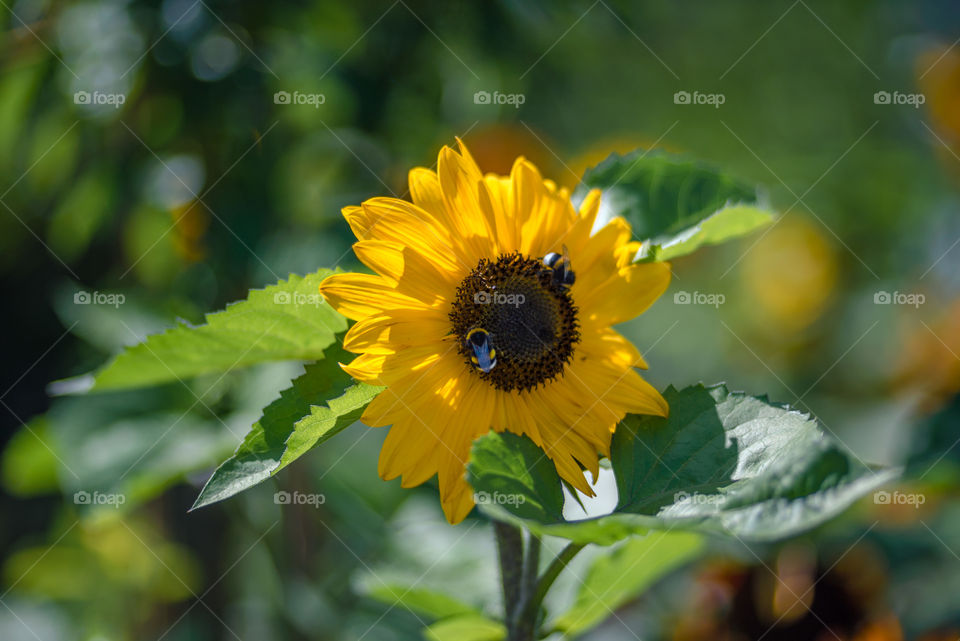 sunflowers smile bees and bumblebees