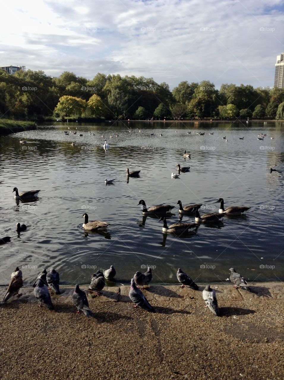 Swans, doves and ducks at Hyde park in London 