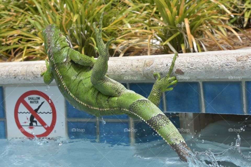 Apparently the Iguana didn’t read the no diving sign until he was almost in the water.