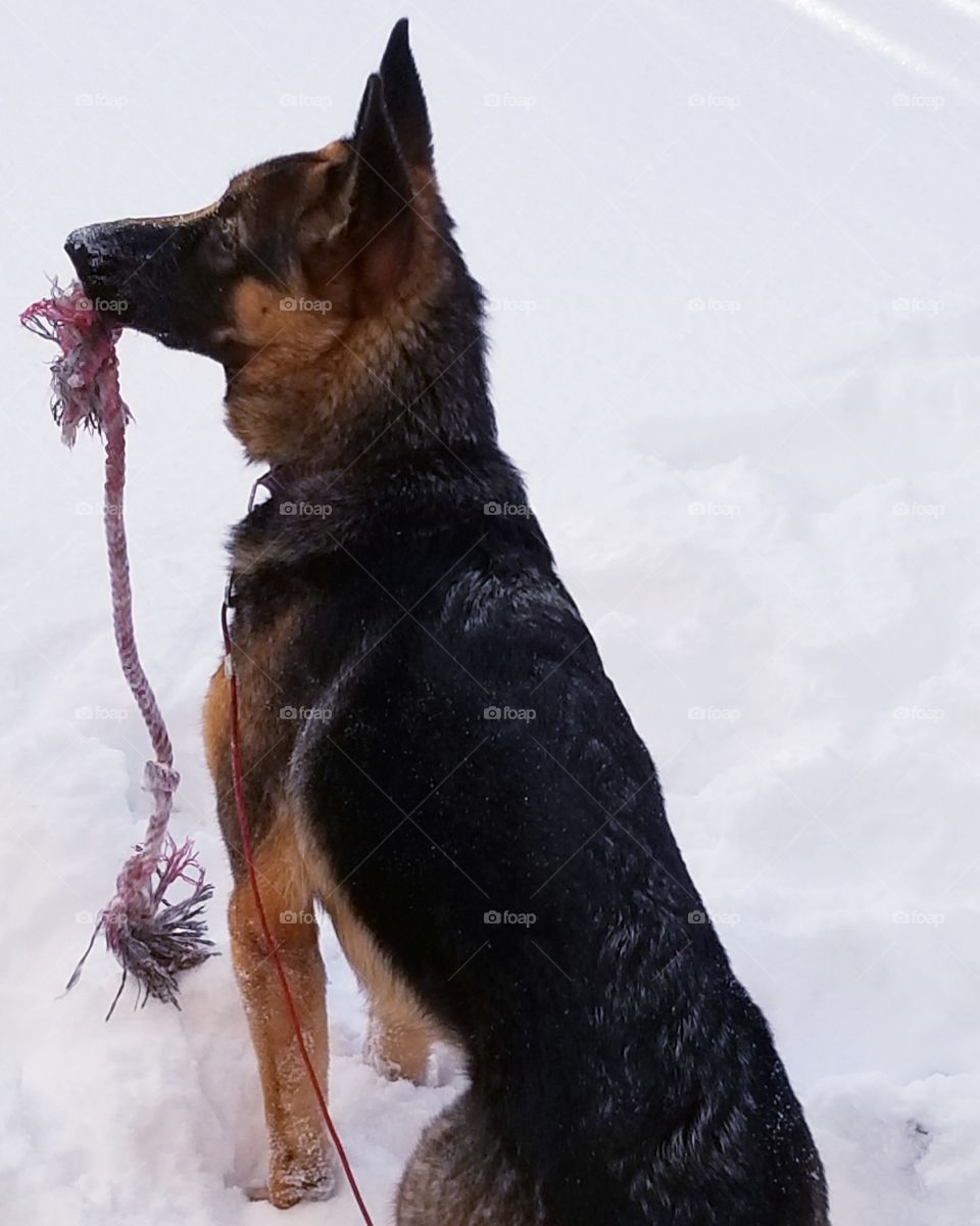 German shepherd having fun in the snow