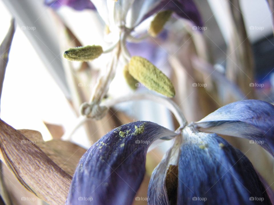 Dried flower