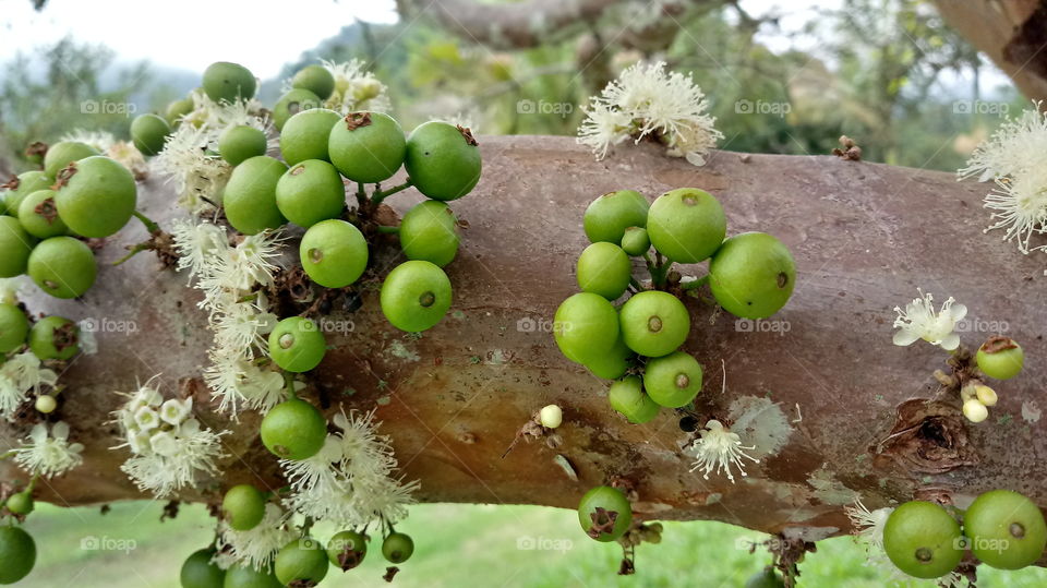 TRONCO ÁRVORE FRUTAS