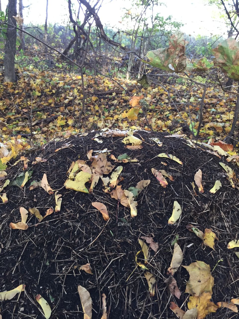 ants are preparing for winter