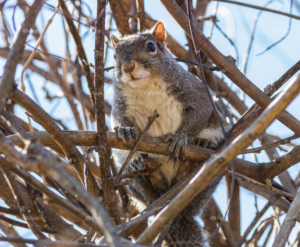 Squirrel in a tree 