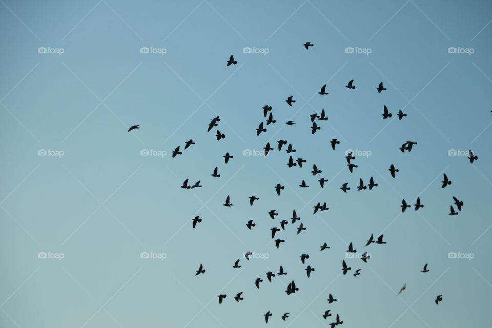 herd of birds