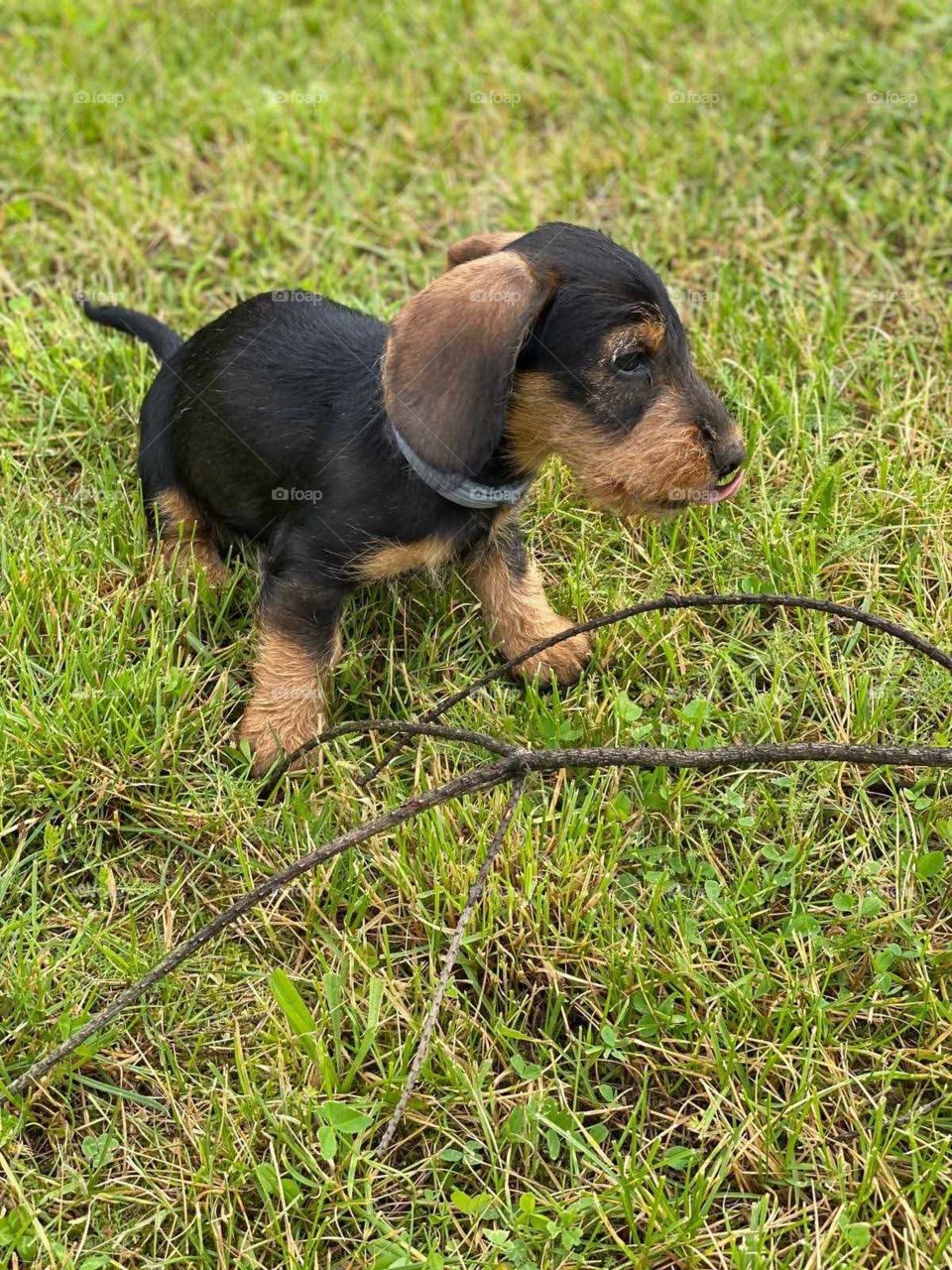 Jamnik szorstkowłosy