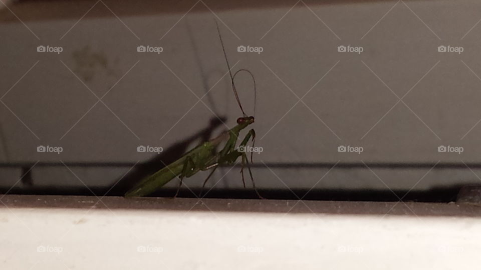 Reflection of Grasshopper