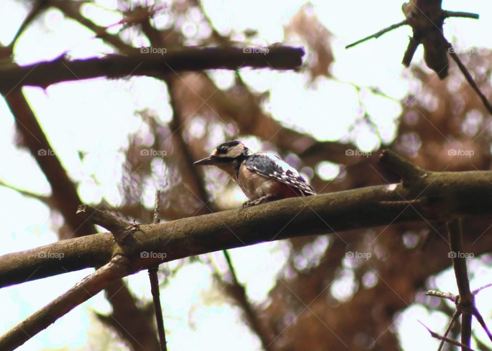 woodpecker high on the branch, first you can hear it and later it is difficult to find it ;)