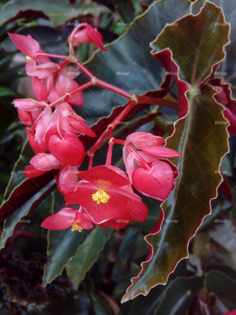 Red Flowers