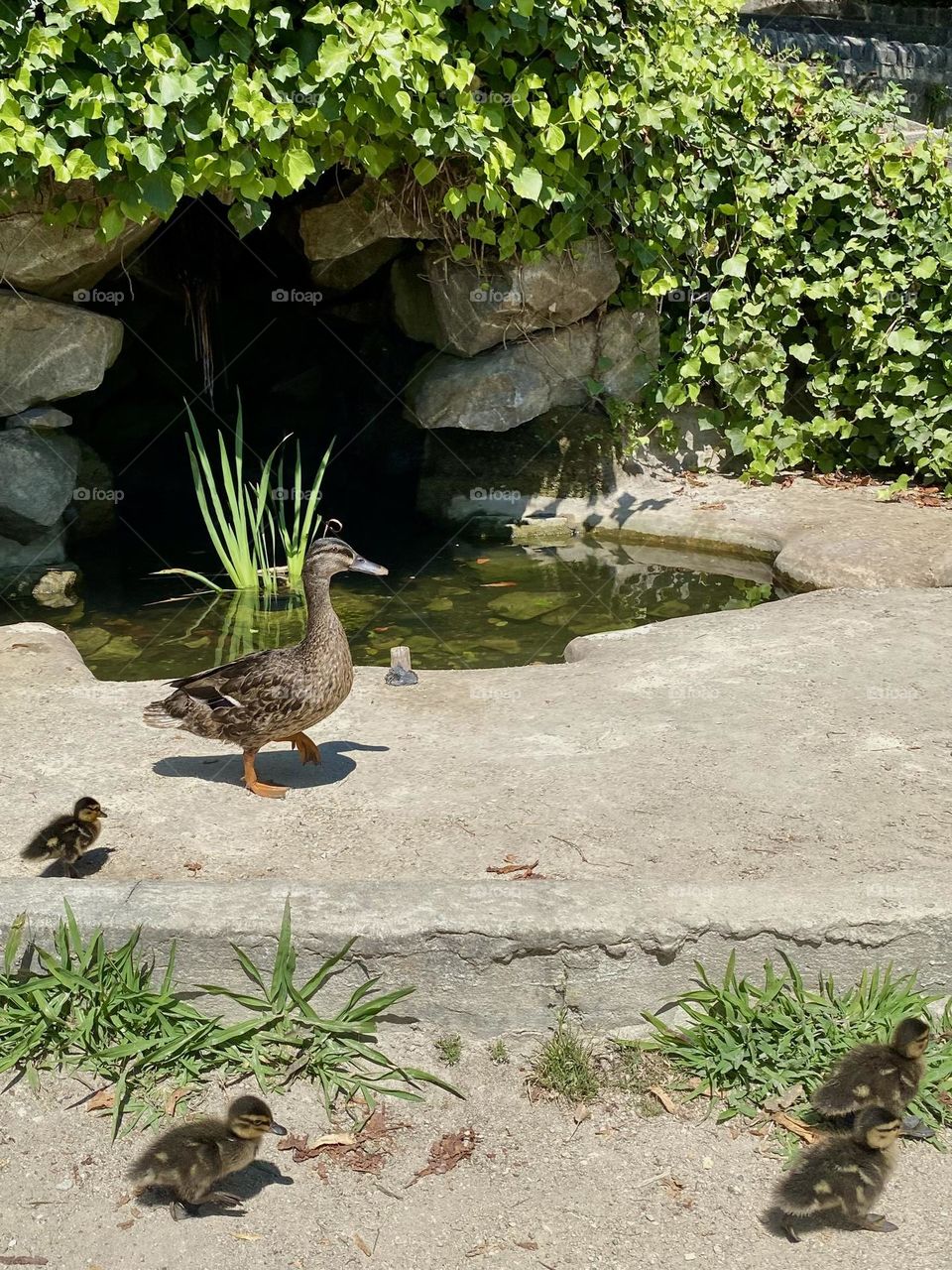 A duck with ducklings on the lawn.