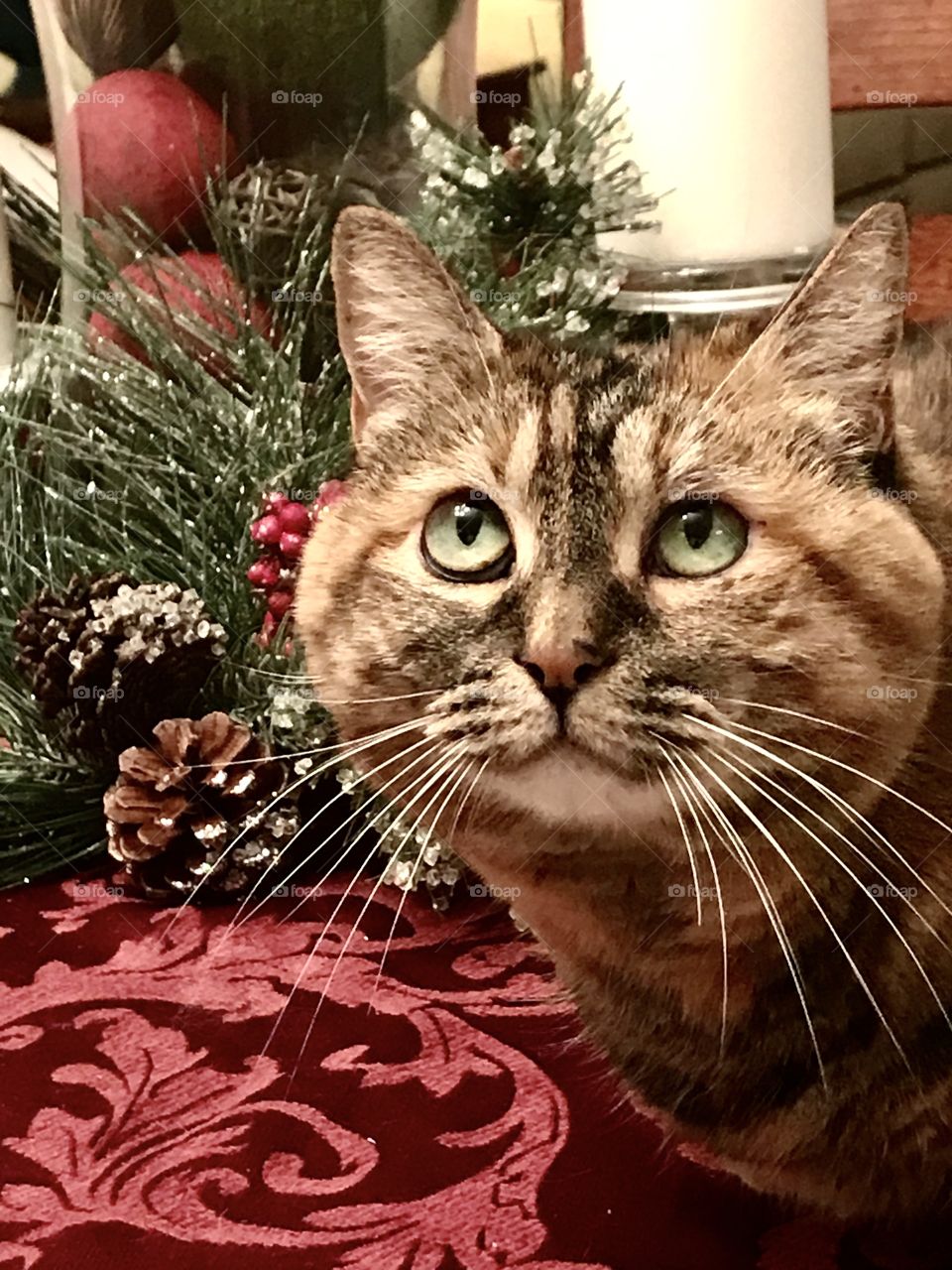 Cat portrait by a Christmas ornament 