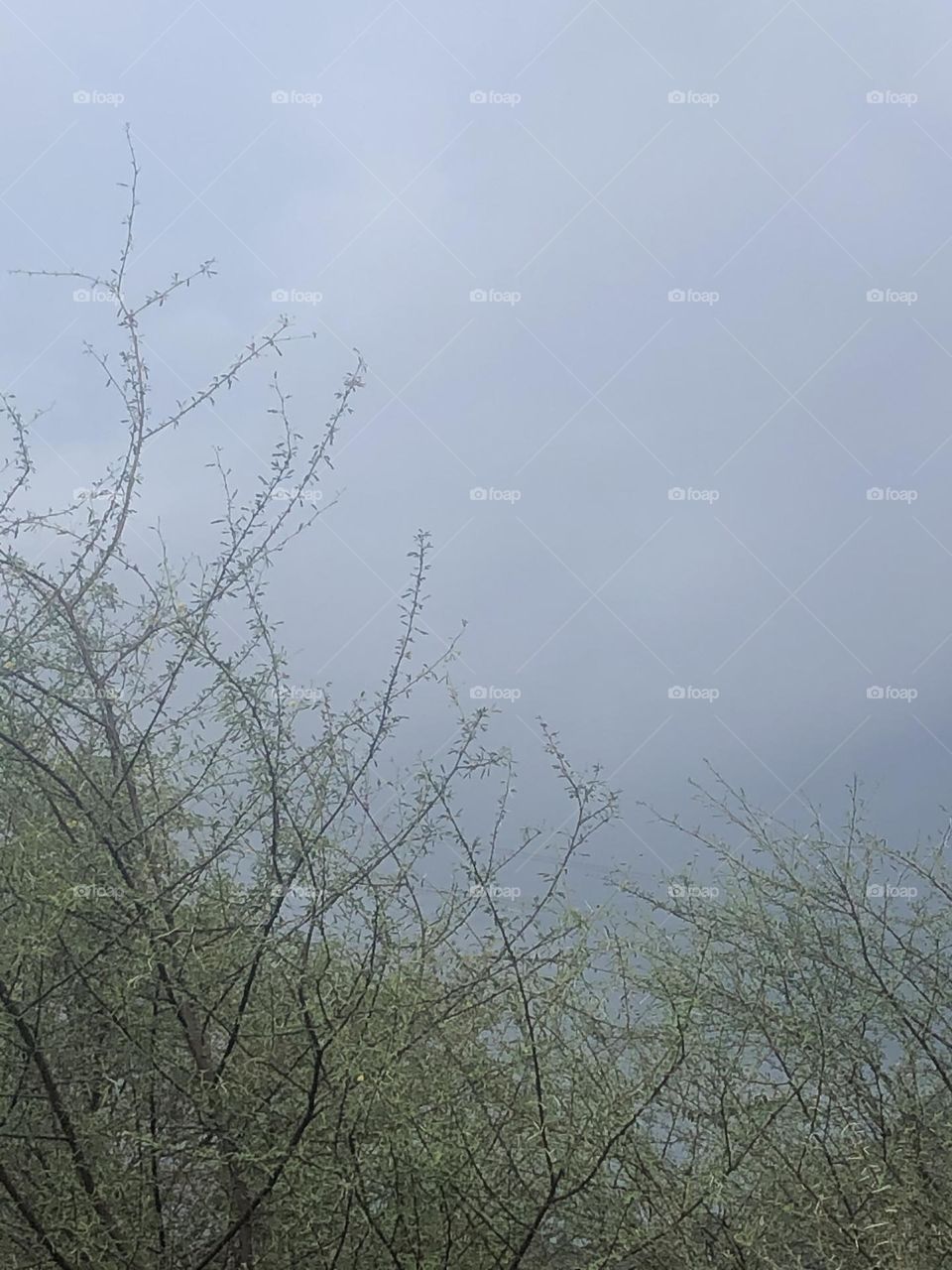 wild trees, wild plant