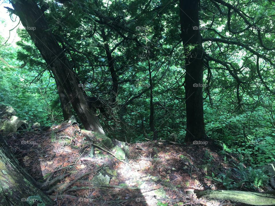 Wood, Tree, Nature, Landscape, Leaf