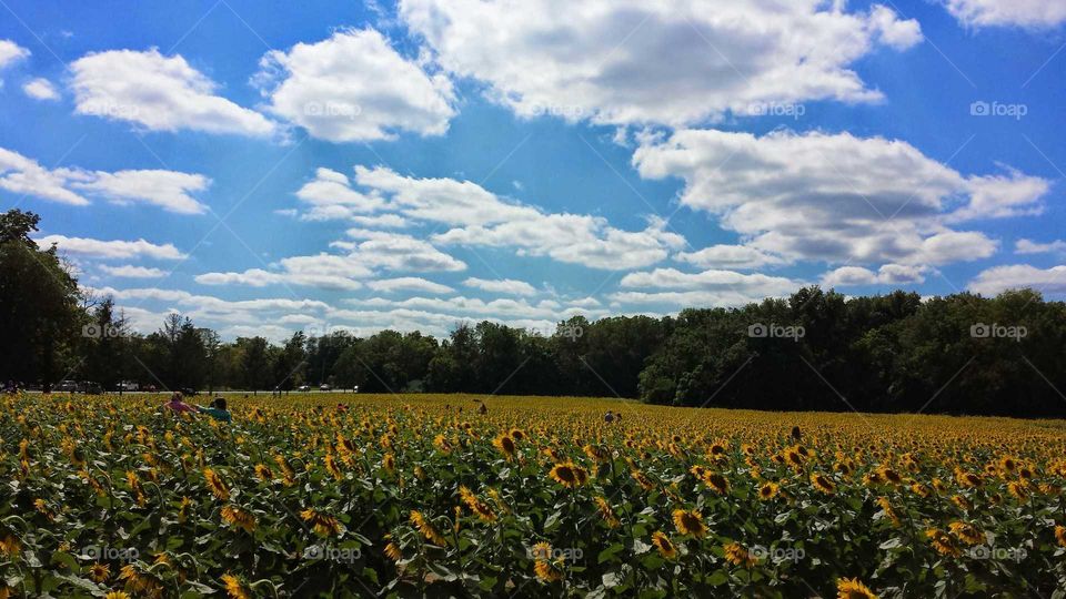 Sunflower Field. Stunning view of this sunflower field
