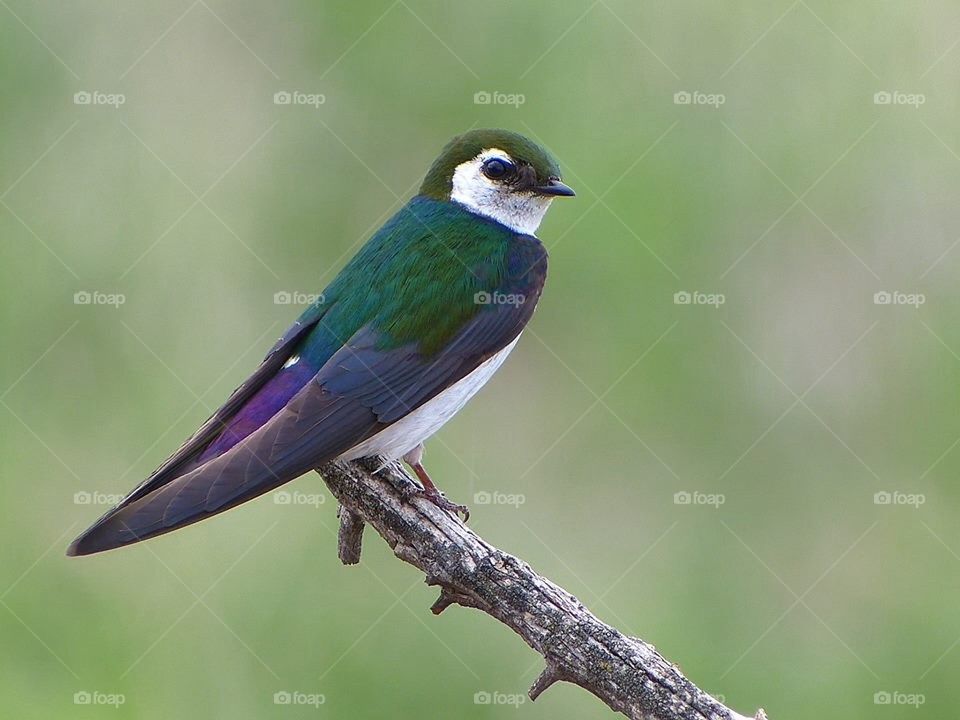 Violet green swallow