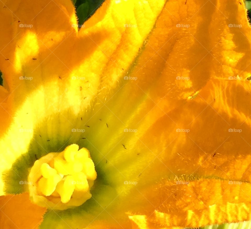 Zucchini flower