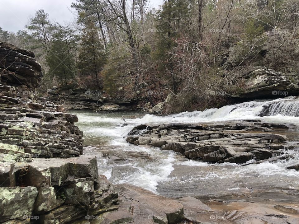 Little blue heron middle of Turkey Creek 