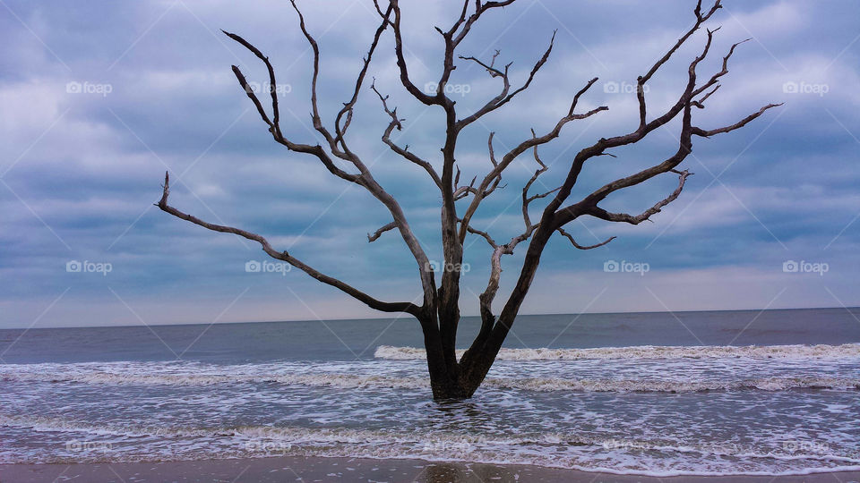 Botany Bay. An old tree in the bone yard of Botany Bay beach.