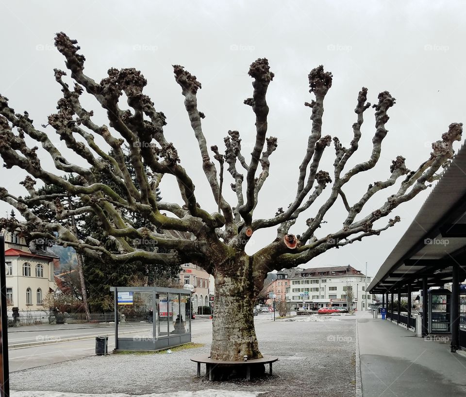 Just a tree in Switzerland