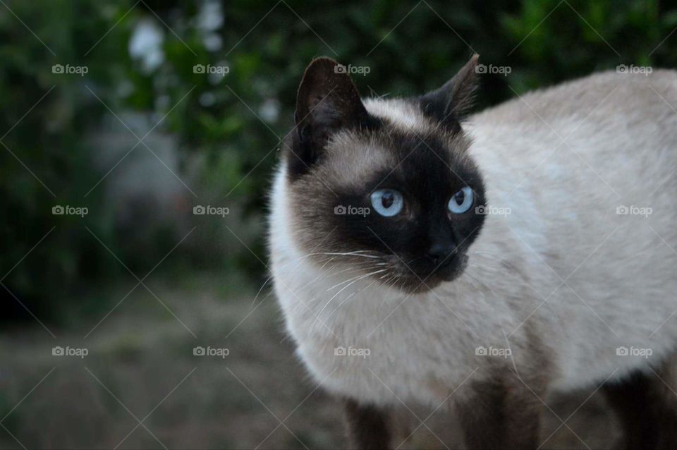 cat cats Siam blue eyes
