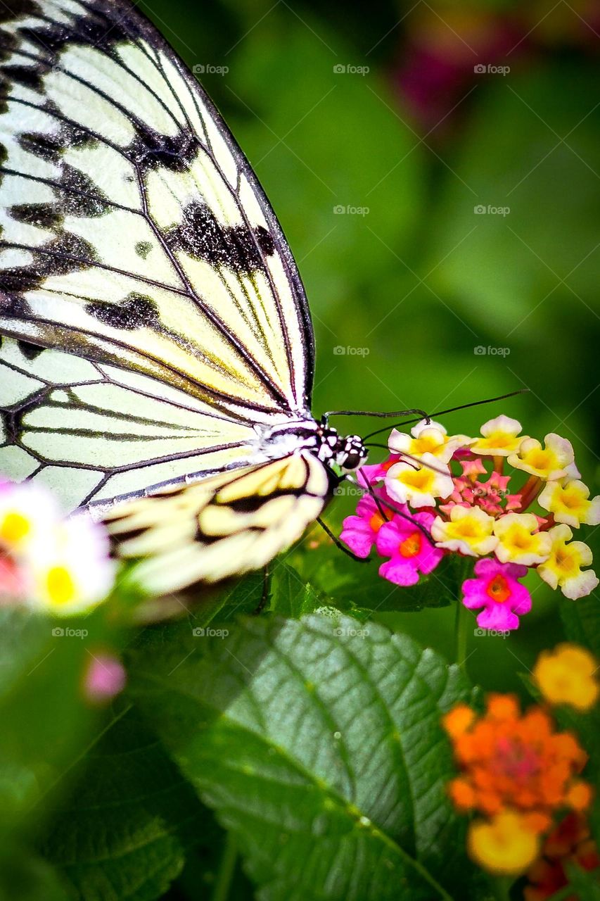 butterfly and flower