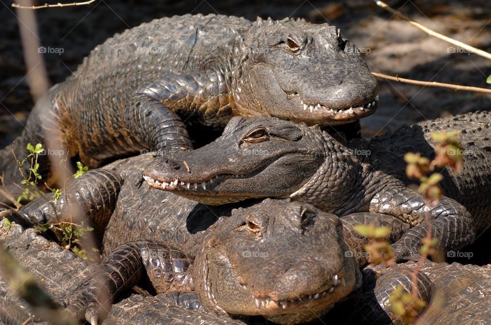 A pile of alligators. Stack those gators!