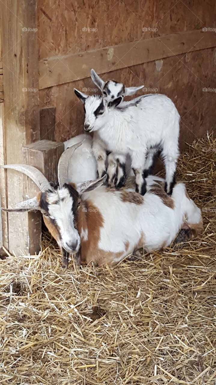 mama goat and her kids