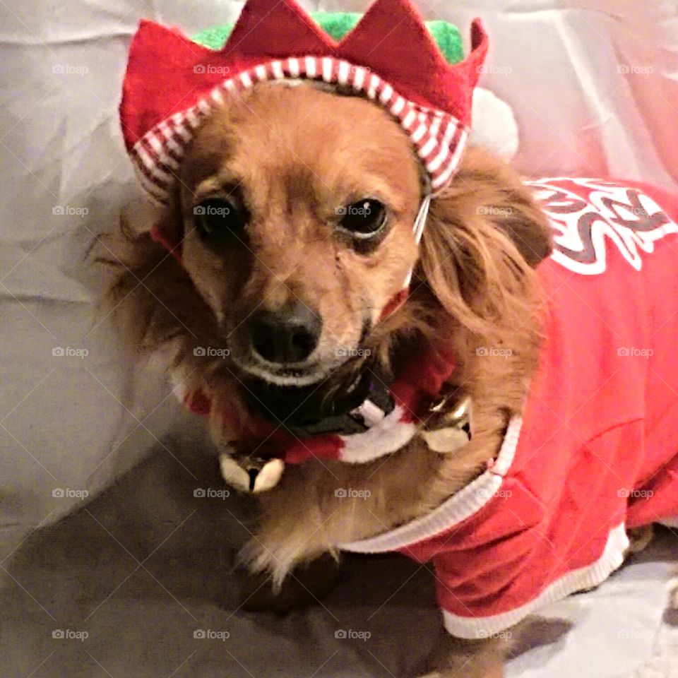 Smiley "PeeWee" the Christmas elf