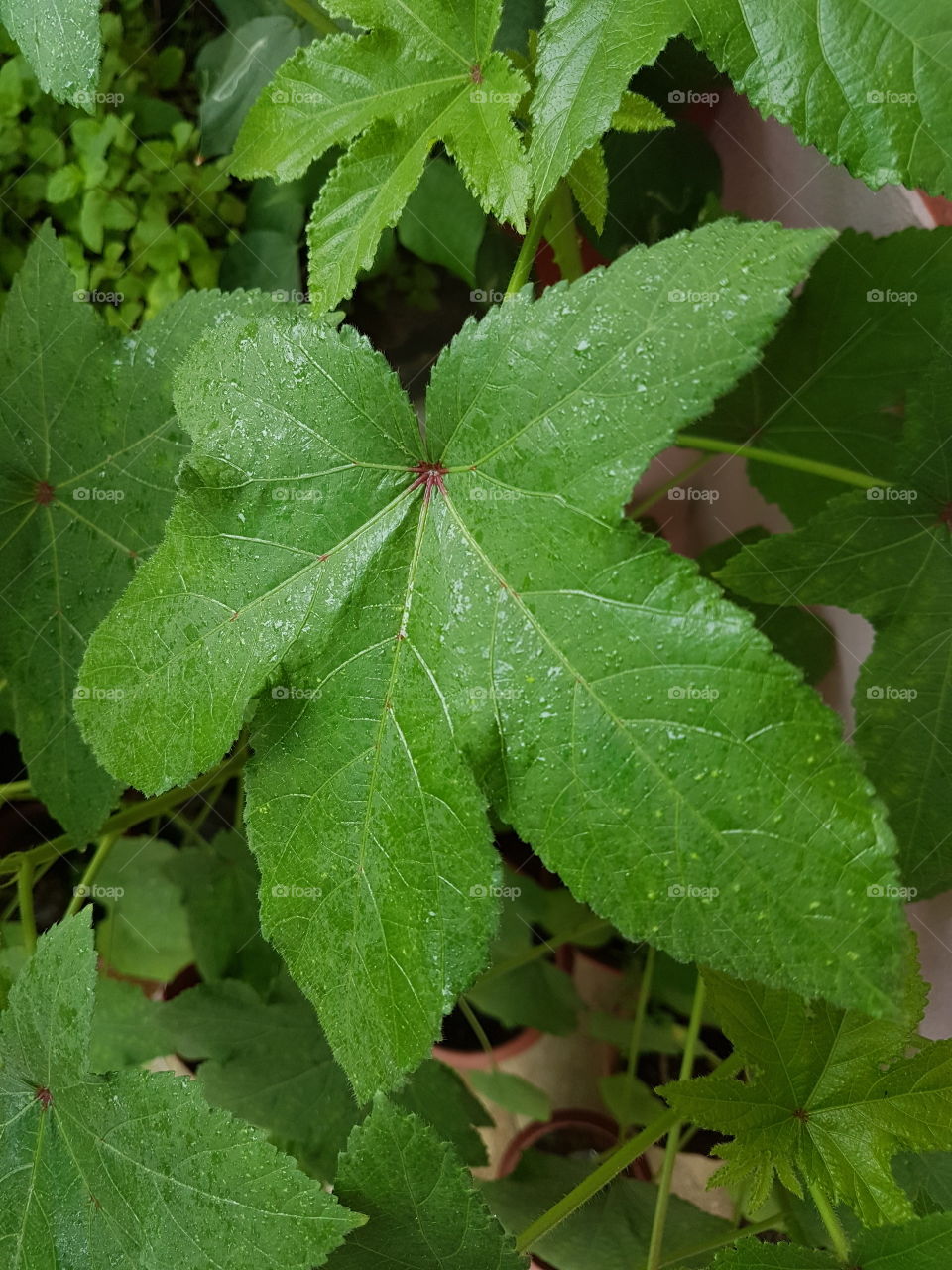 drops on leaf