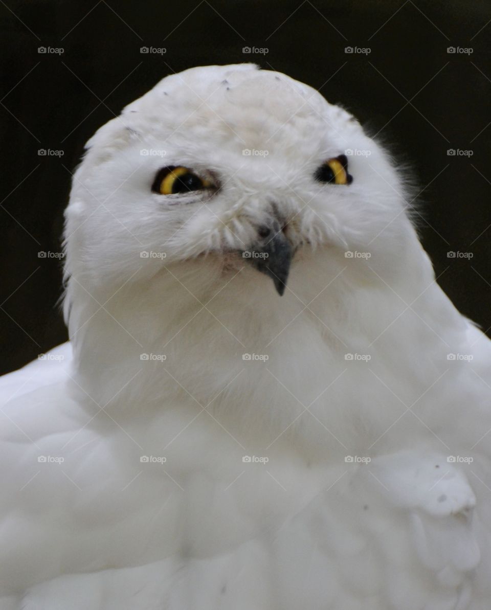 Snowy Owl