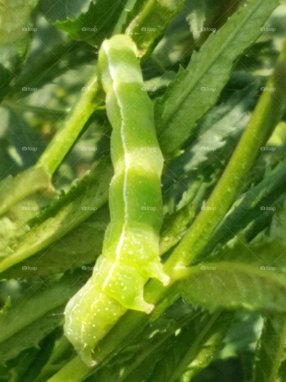 Little beautiful green worm