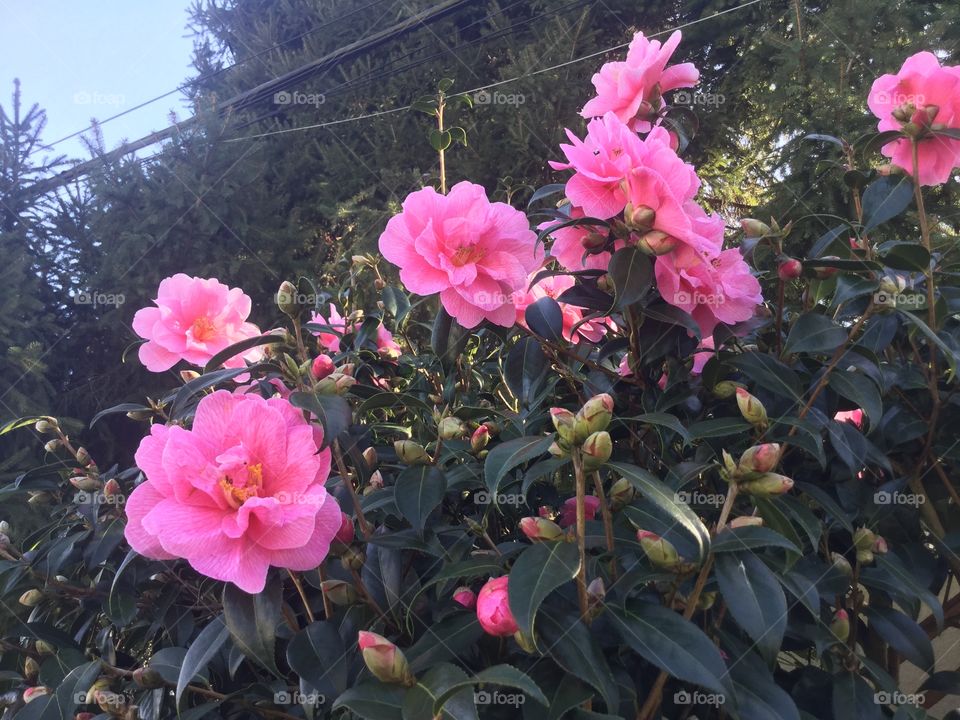 These are some camellias that I saw in White Rock, British Columbia. I knew that day spring was finally coming.