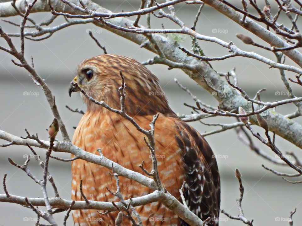 
 Red-tailed Hawk perched in a Chinese Magnolia tree looking to for his next meal