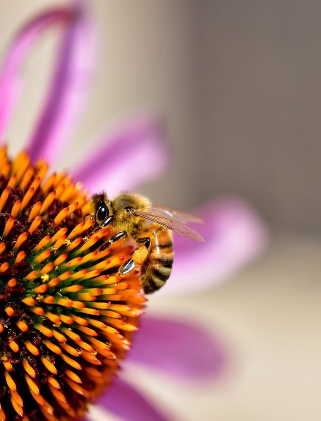 Bumblebee 