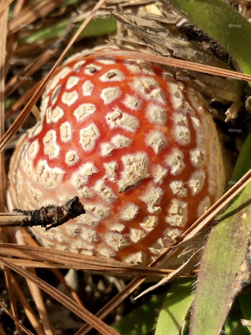 Young Amanita Muscaria mushroom 