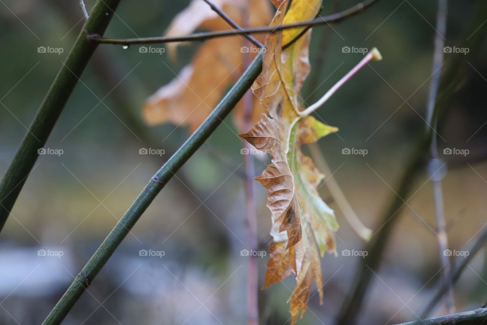 Fallen leaves hanging on a branch 