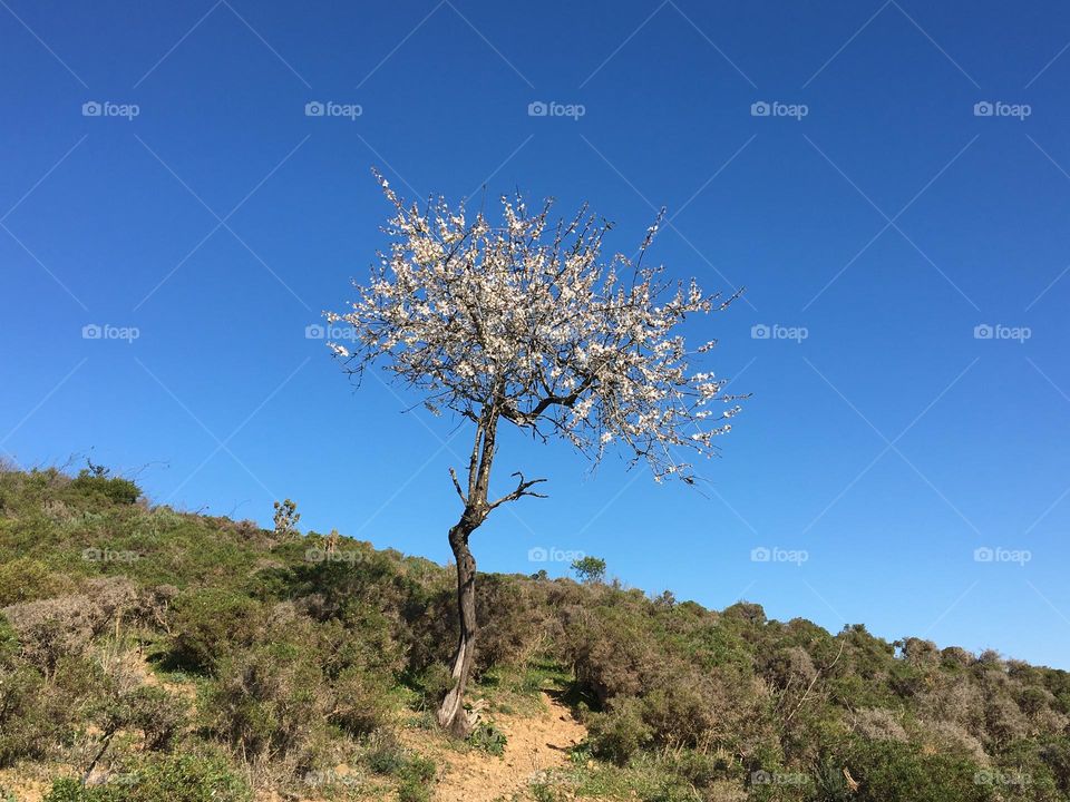 Lonely almond tree blooming 